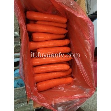 2019 nuovo raccolto xiamen carota fresca